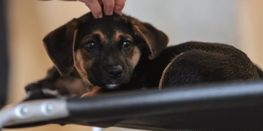 Lei define guarda compartilhada de pets; veja detalhes lei-define-guarda-compartilhada-de-pets;-veja-detalhes