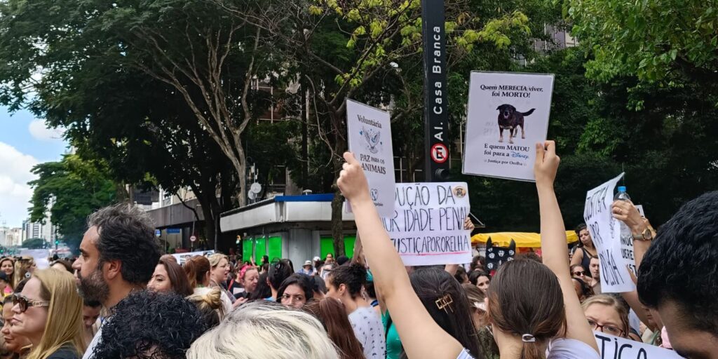 Cão Orelha: Justiça arquiva caso a pedido do Ministério Público cao-orelha:-justica-arquiva-caso-a-pedido-do-ministerio-publico