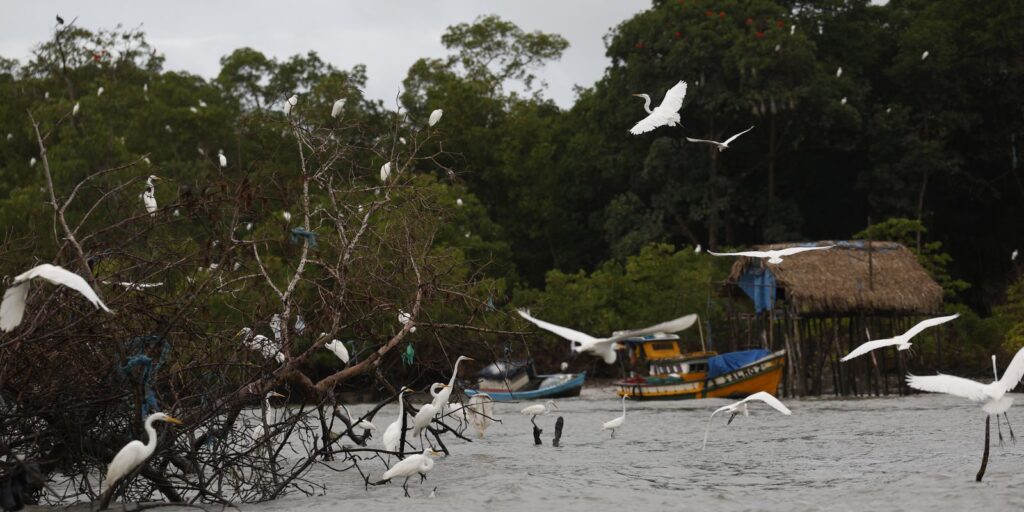 Amazônia Soberana: programa vai combater crimes em áreas de fronteira amazonia-soberana:-programa-vai-combater-crimes-em-areas-de-fronteira