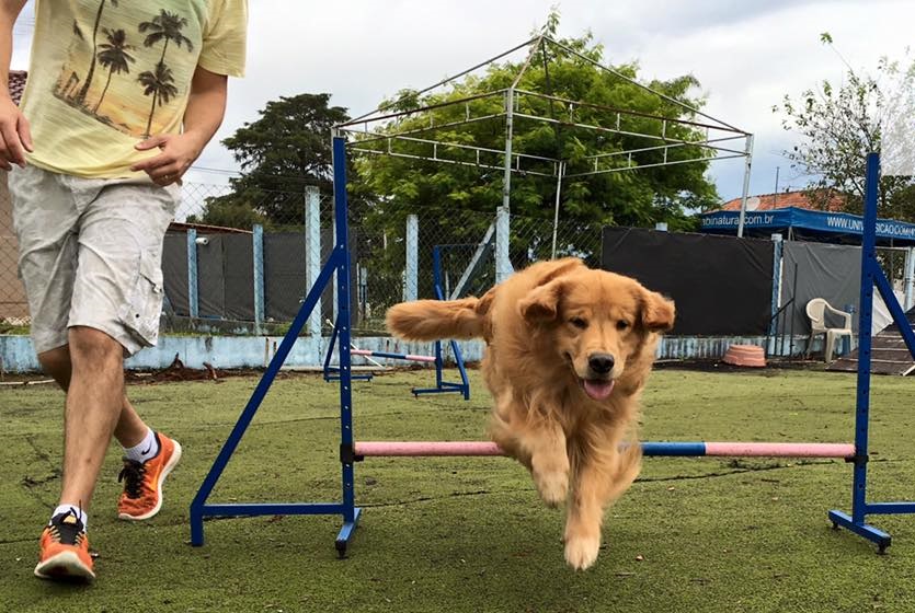 Jacarepaguá recebe Encontro Mãe e Pai de Pet com serviços gratuitos para a população