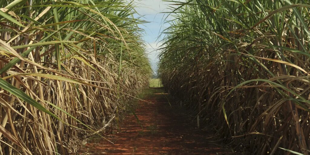 Safra de cana-de-açúcar deve crescer 4,7% em relação ao ano de 2025 safra-de-cana-de-acucar-deve-crescer-4,7%-em-relacao-ao-ano-de-2025
