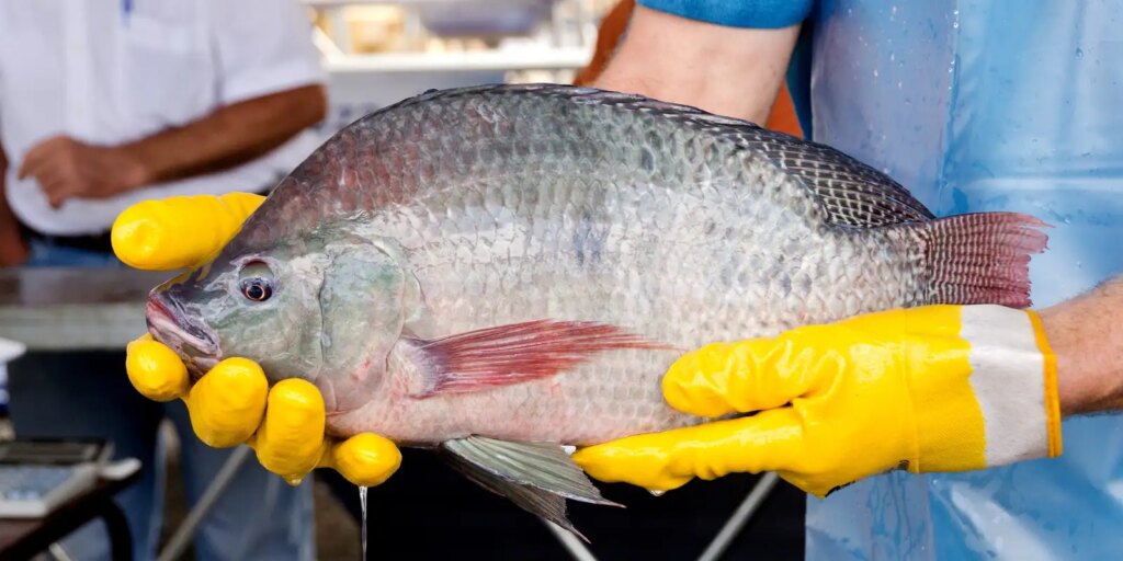 Primeira fábrica de curativos de pele tilápia vai ser no Ceará primeira-fabrica-de-curativos-de-pele-tilapia-vai-ser-no-ceara
