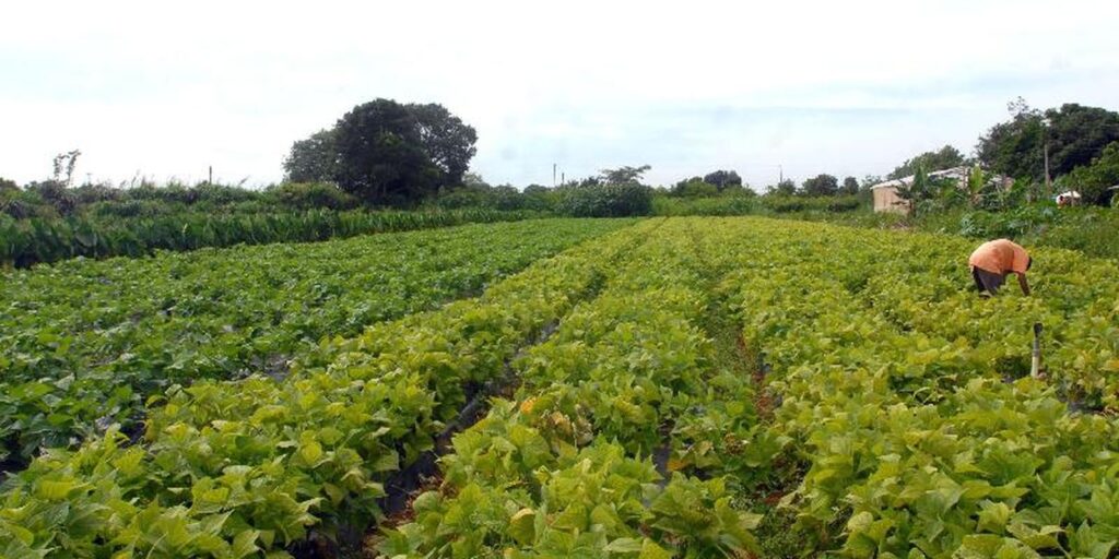 Segurança alimentar e povos indígenas têm R$ 64,3 milhões em crédito seguranca-alimentar-e-povos-indigenas-tem-r$-64,3-milhoes-em-credito